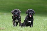 CANE CORSO 1165